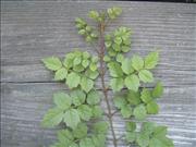 Creeping Carolina Jasmine